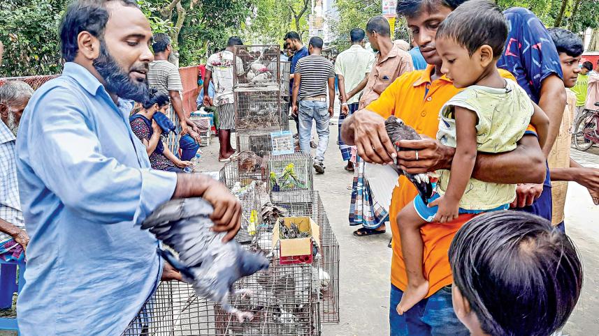 pigeon-market3.jpg