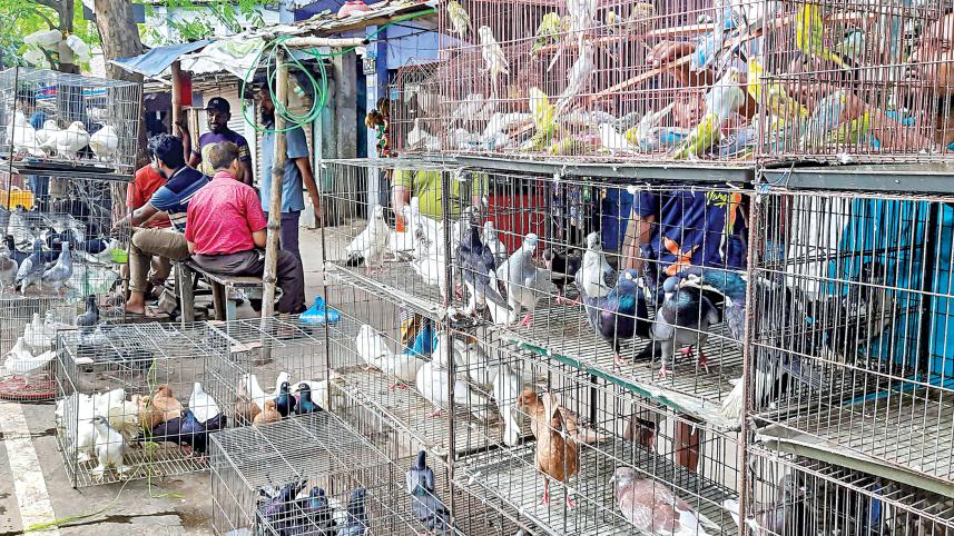 pigeon-market4.jpg