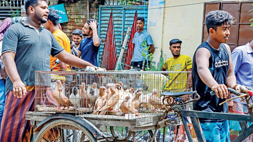 pigeon-market9.jpg