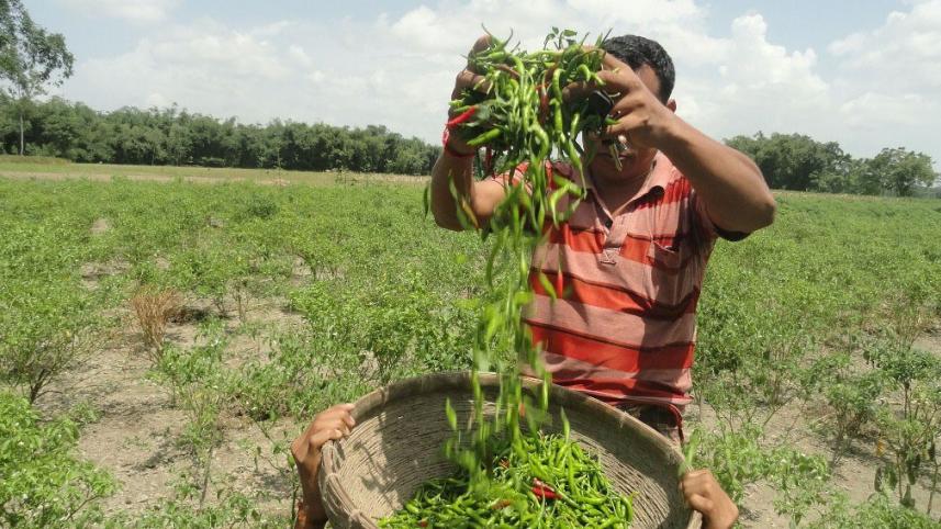 Reason for hight chilli prices in Bangladesh