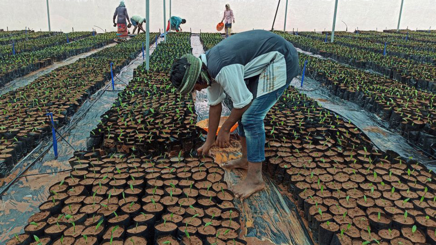 indias-edible.jpg
