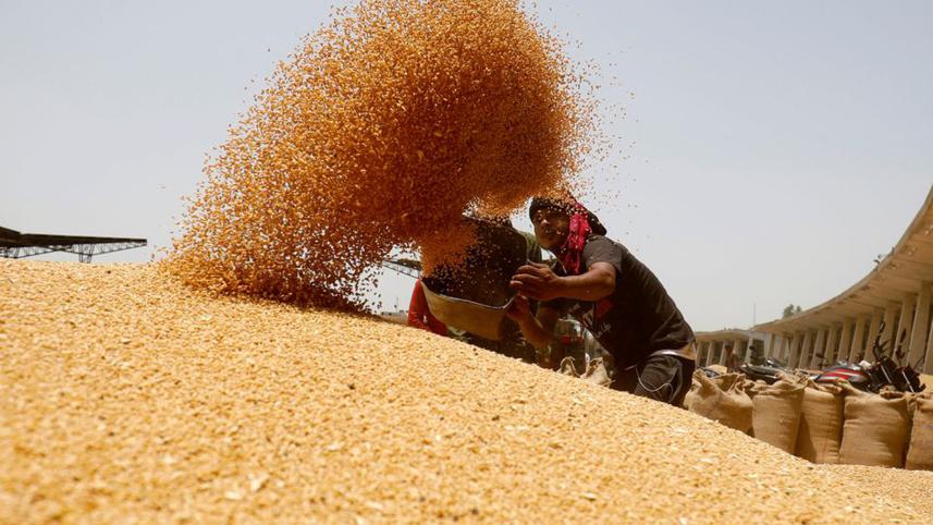 wheat.jpg