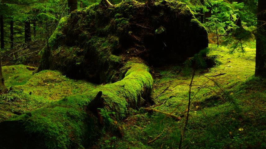 7 most beautiful forests around the world 