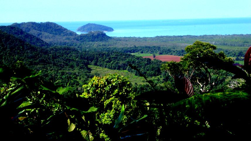 7 most beautiful forests around the world 