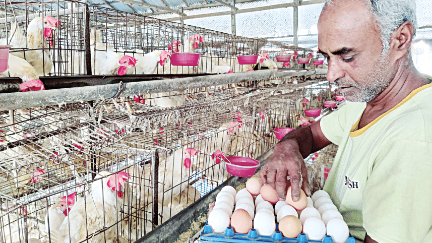 Daily egg production dropped by around 10 lakh to 3.9 crore in August for inclement weather and disease, among others, according to Bangladesh Poultry Industries Central Council.