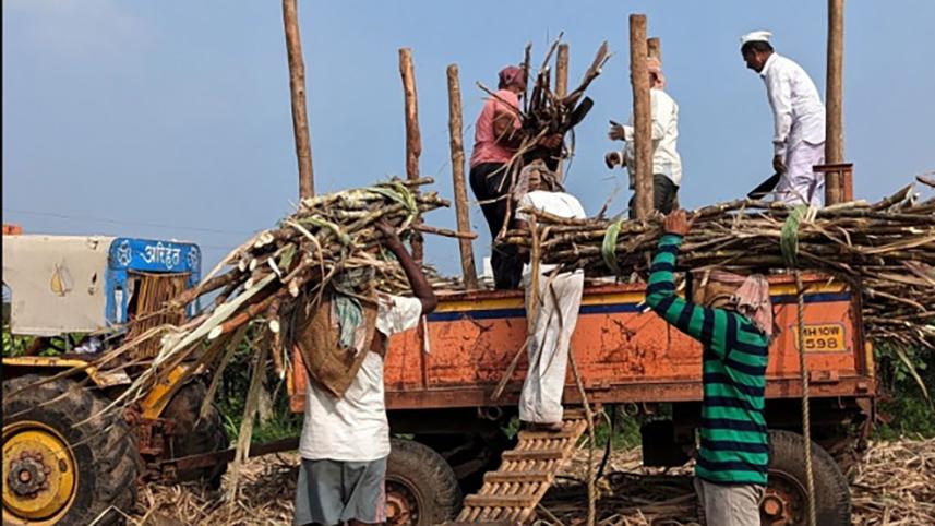 india_sugar_web.jpg