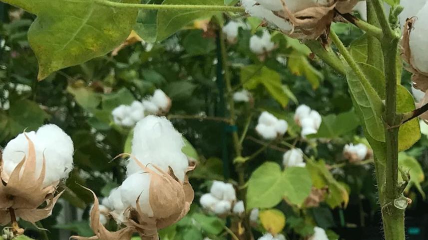 Bangladesh starts growing genetically-modified cotton