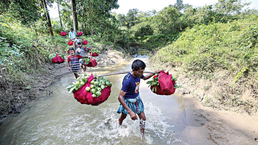 indigenous-guavas-2.jpg