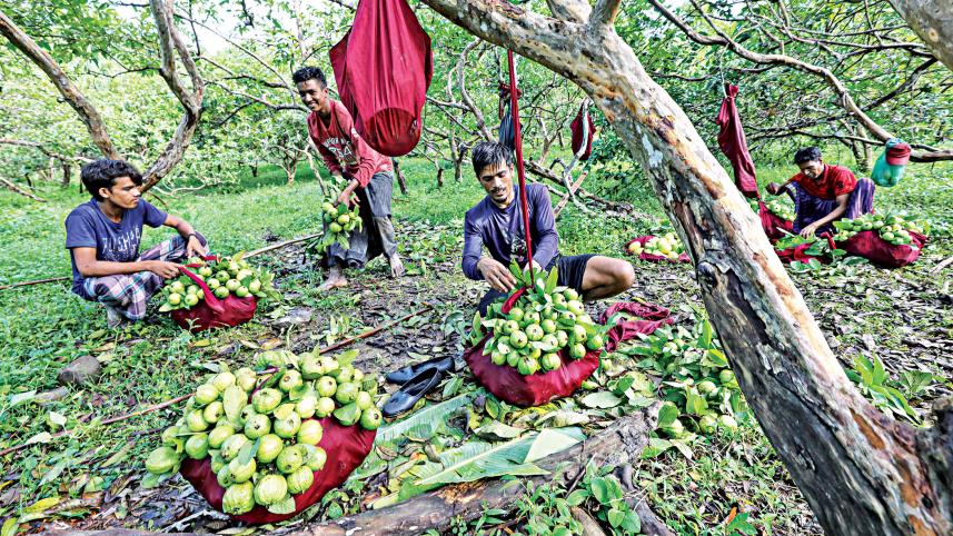 indigenous-guavas-3.jpg