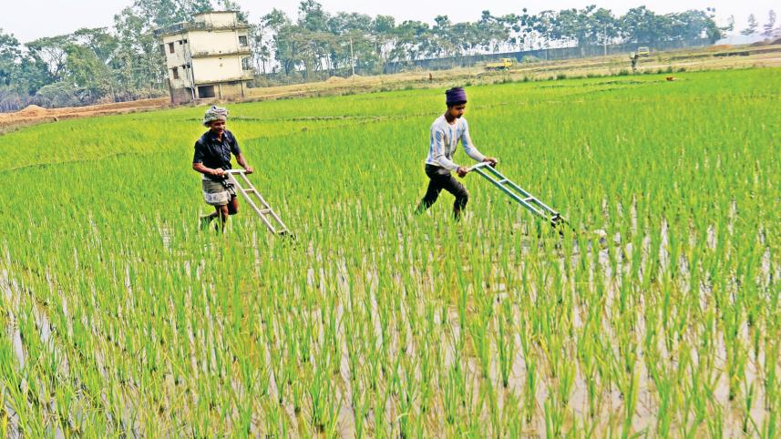 aman-rice.jpg