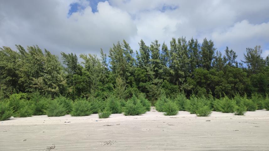 Jhau Bon, also known as the "Jhau Forest", is an integral part of the Kuakata landscape.