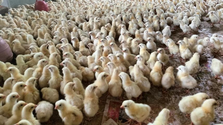 chicks.jpg