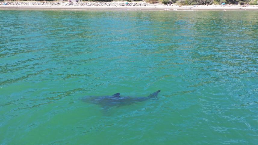 shark.jpg