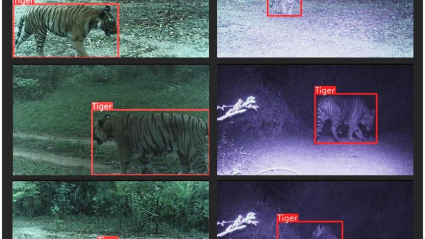 tiger.jpg