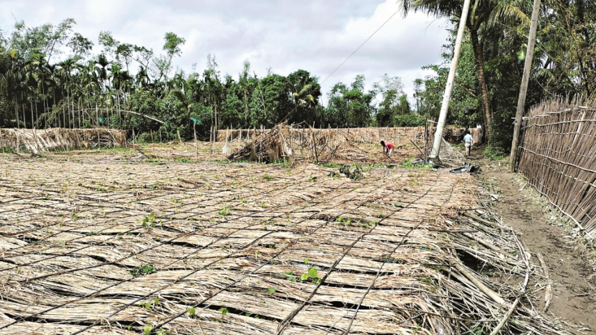 Betel leaf farmers in Moheshkhali devastated by Cyclone Hamoon