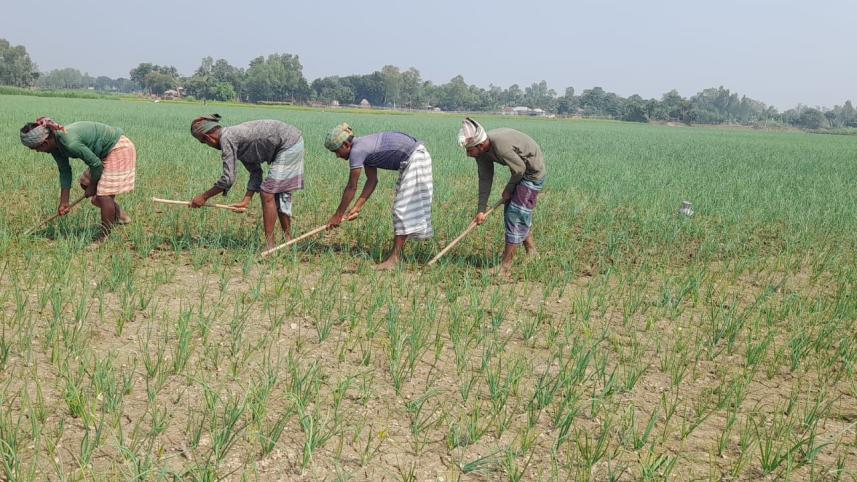 Higher onion set price doubles production cost