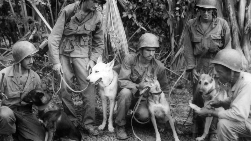 Animals World War
