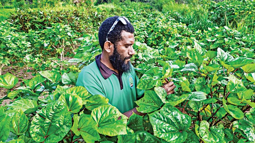 kava-inter-cropping-system-project.jpg