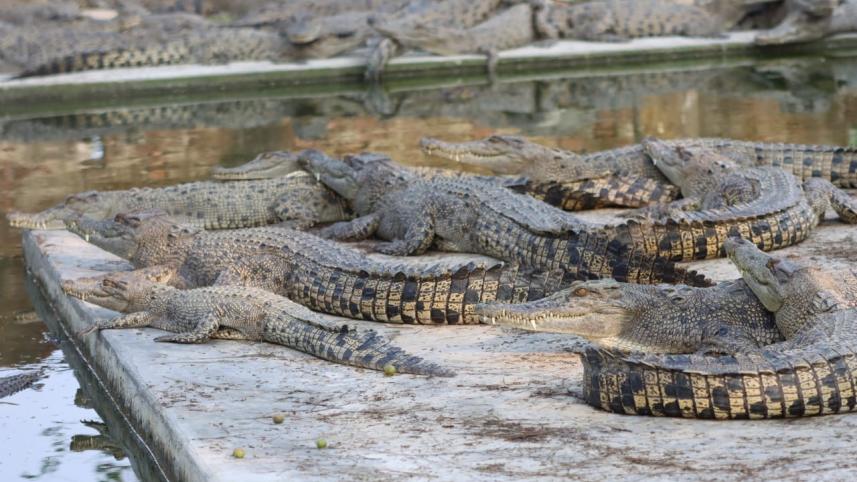 reptiles