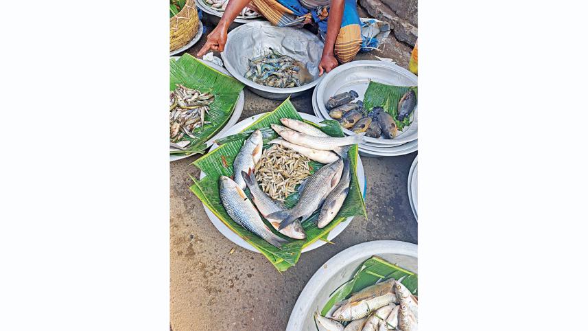 fish1.jpg