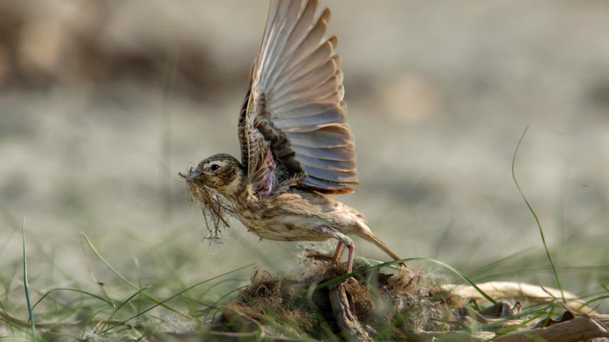 bird_nature_quest.jpeg