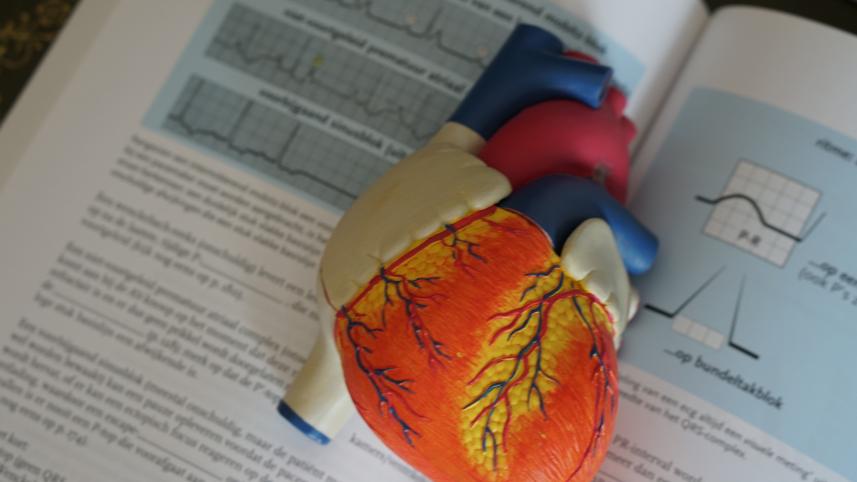 Heart