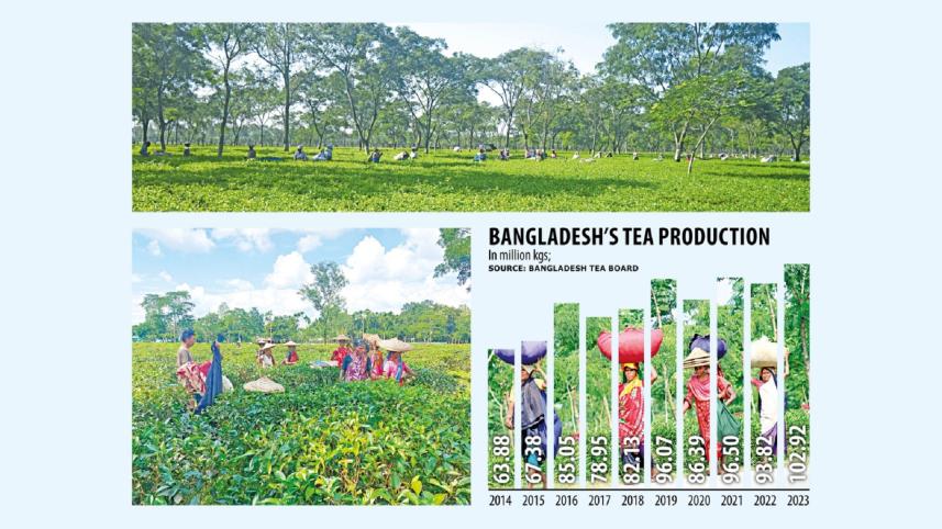 Tea Production