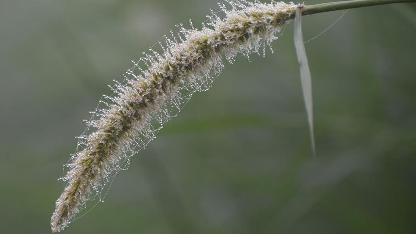 winter_photo-_dew_drops-_mostafa_shabuj-_taken_today_from_boguras_shajahanpur_upazlia-24.01_1.jpg