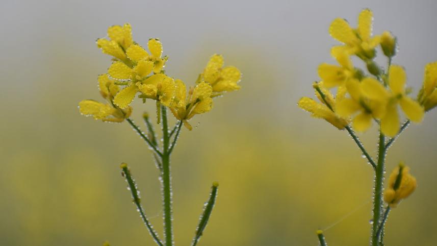 winter_photo-_dew_drops-_mostafa_shabuj-_taken_today_from_boguras_shajahanpur_upazlia-24.01_2.jpg