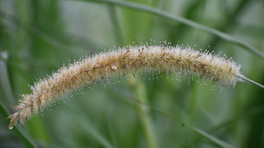 winter_photo-_dew_drops-_mostafa_shabuj-_taken_today_from_boguras_shajahanpur_upazlia-24.01_9.jpg