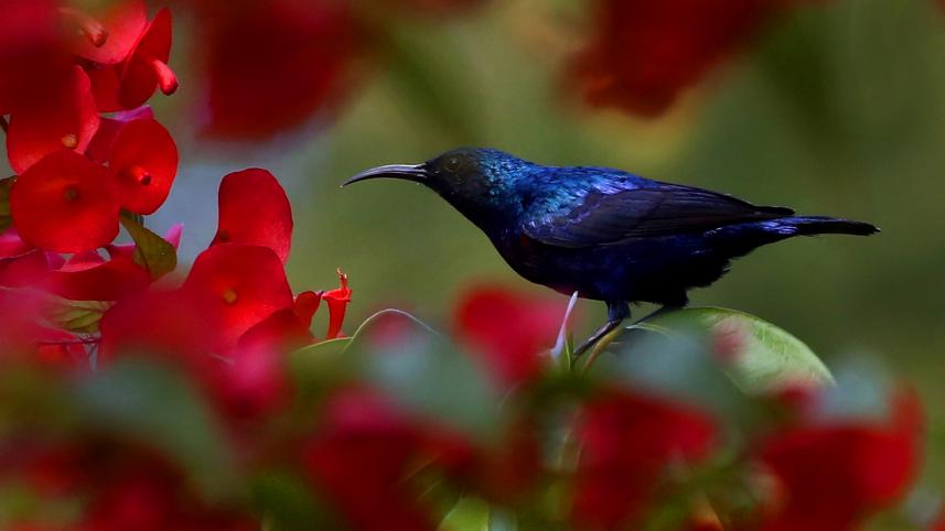sun bird