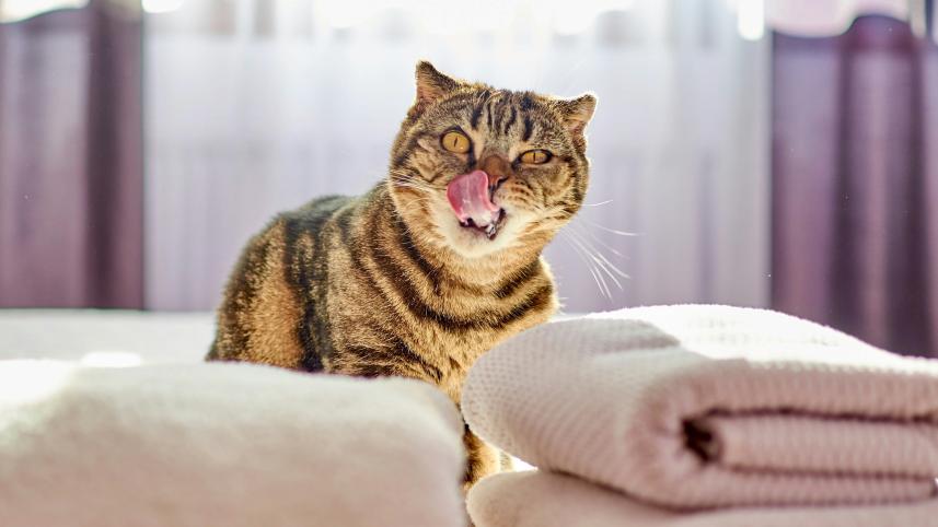 Stop ignoring your laundry! How often sheets and towels need a wash     juan-gomez-smg3crsa9_w-unsplash