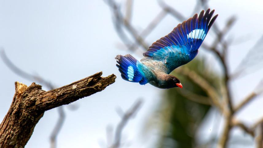 dollarbird