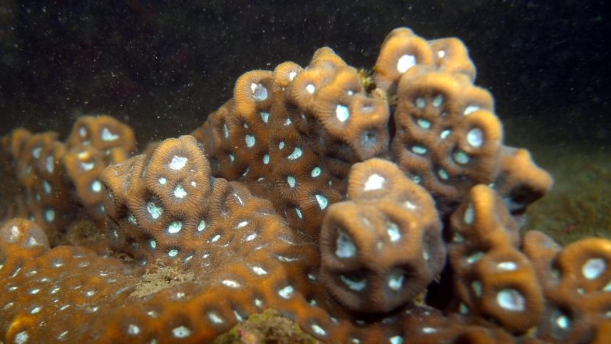 brain root coral