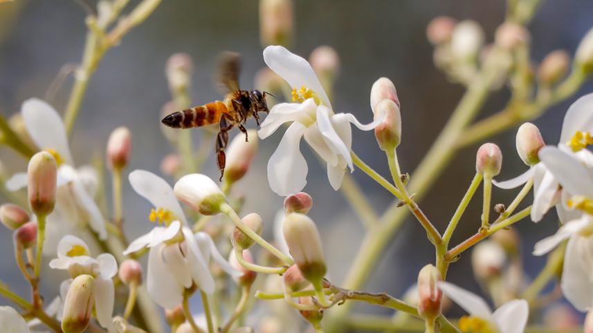 honey bee