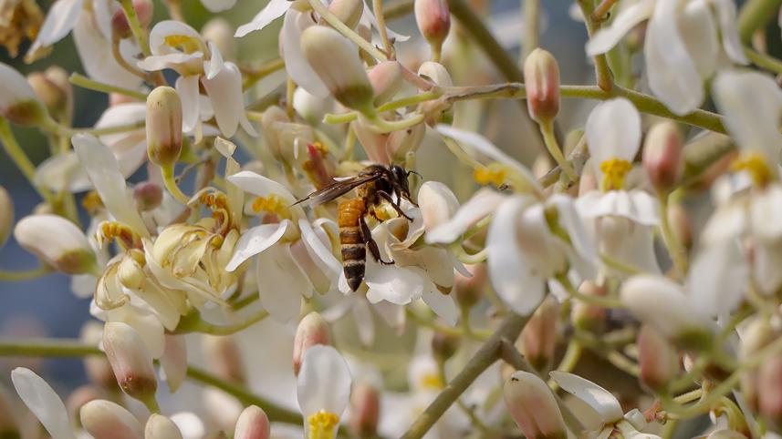 honey bee