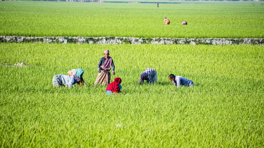 gaibandha_photo_for_business_page-_mostafa_shabuj-06.03_7_1.jpg