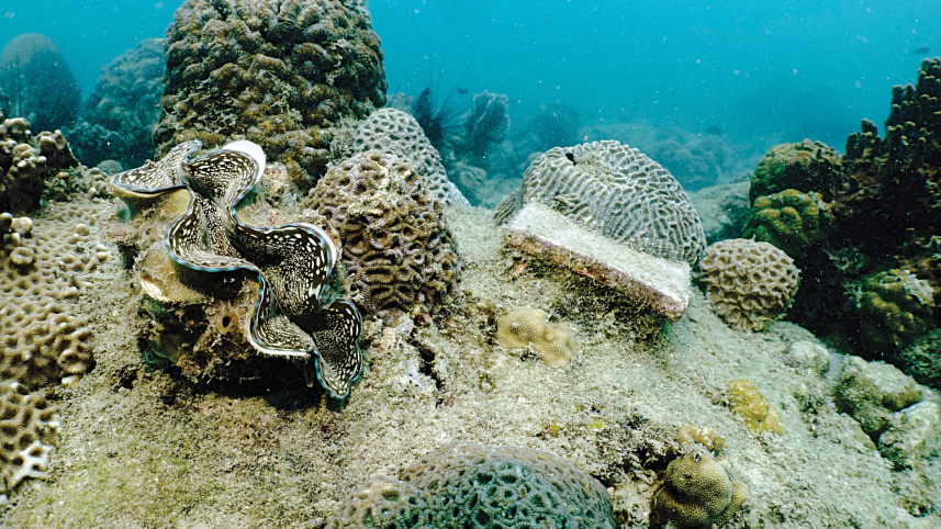 coral-in-labs.jpg