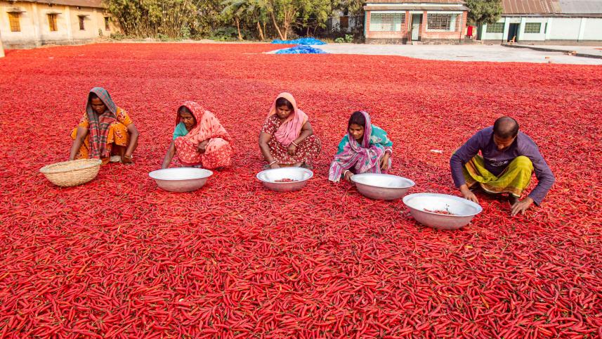 How red chilli became the first cash corp in char areas 