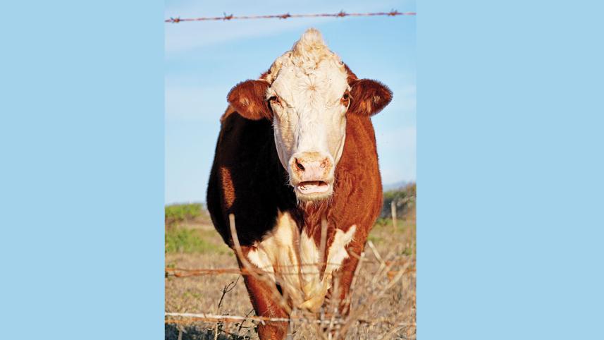 the-rise-of-zoonotic-tuberculosis.jpg