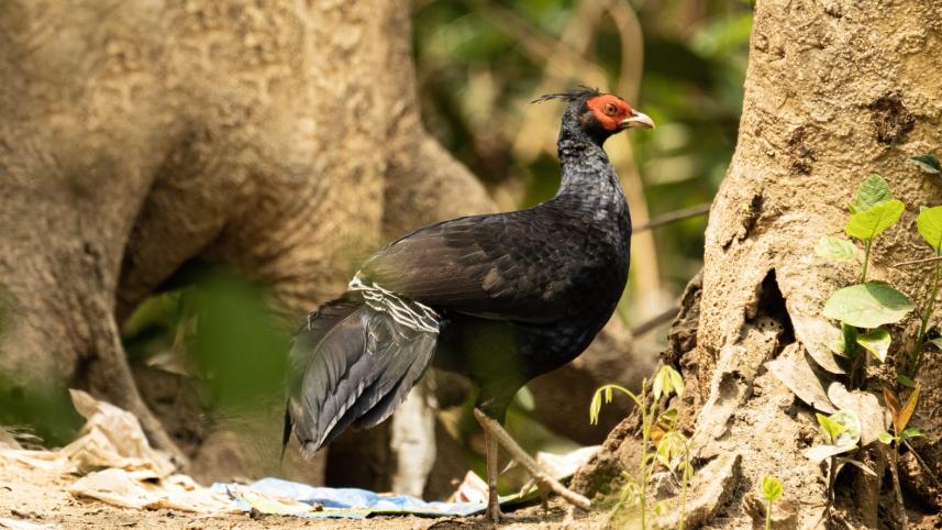 nature-noble_chakma-2.jpg