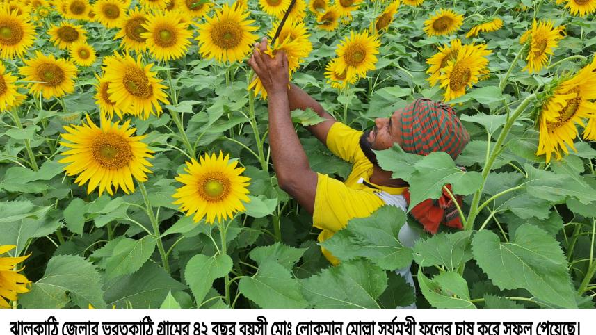 Farmers in southern coastal districts of Bangladesh are expanding their sunflower acreage to reap the benefit of higher edible oil prices.