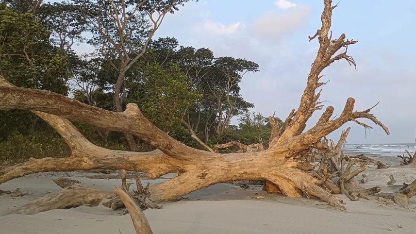 Climate change impact on Kuakata trees