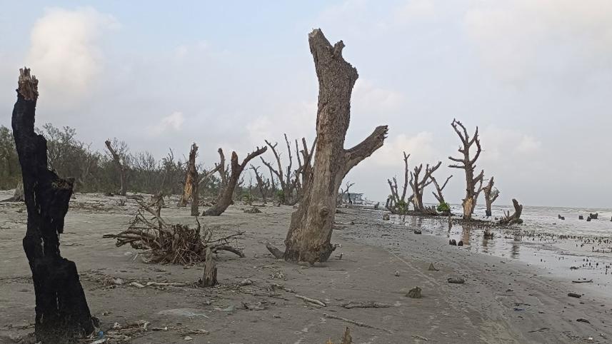 Kuakata beach forest degradation