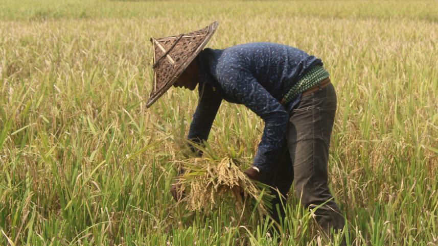 boro-paddy.jpg