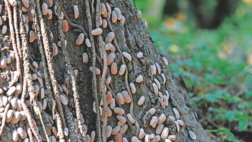 mealybug-infestation.jpg