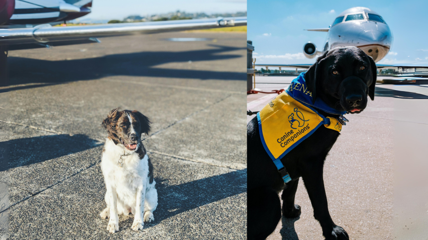 BARK Air: Where Dogs Skip the Crate and Take Flight    tanner-crockett-XbSjlj-xA5o-unsplash       pexels-jeswin-18723773