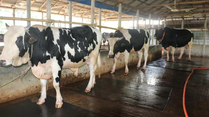 Impact of inflation on Eid-ul-Azha livestock sales