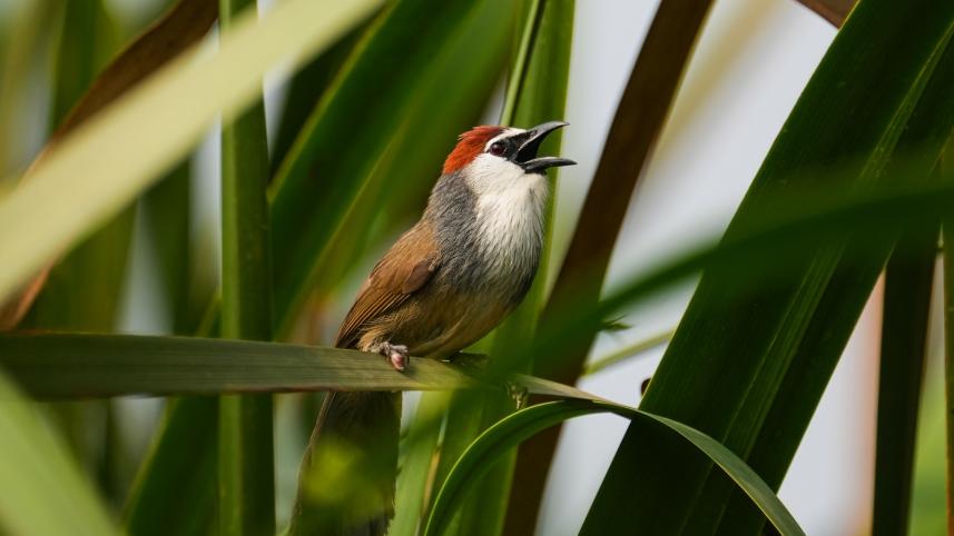 bird_2.jpg