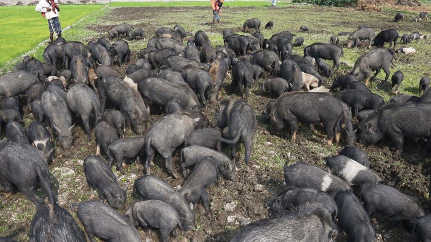 A herd of pigs in Ramdia, Gopalganj 2017. Photo. Philip Gain